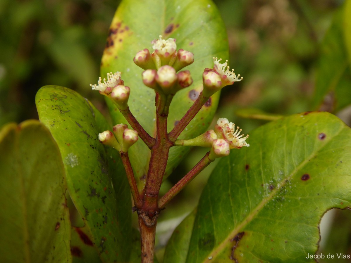 Syzygium revolutum subsp. revolutum Walp.